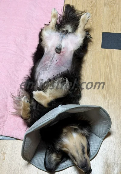 개복 수술 후 회복 중인 강아지의 봉합 자국