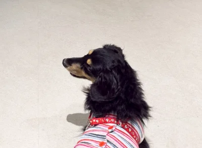 장모 닥스훈트 질병