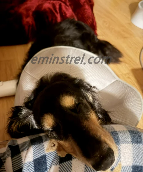 노령견수술후스트레스완화