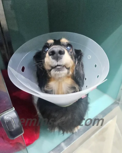 담낭 절제술 Cholecystectomy