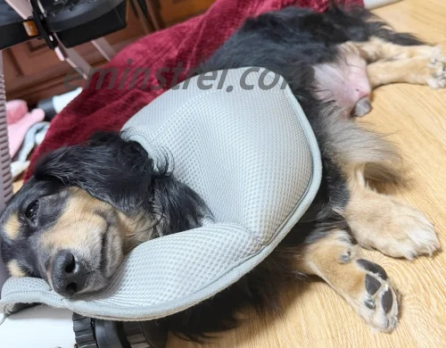 강아지분리불안훈련