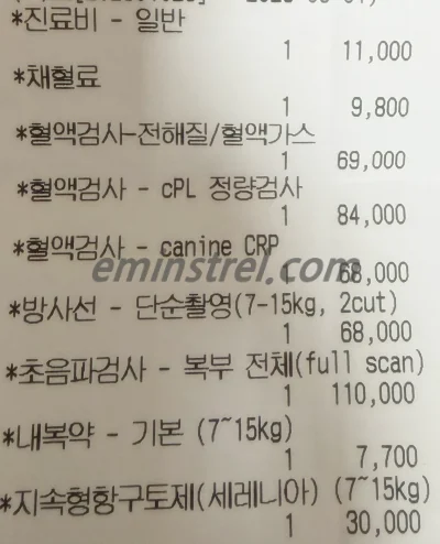 12살 노령견 구토 증상 및 병원 검사