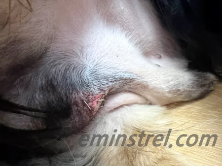 강아지 수술 스테이플러 탈락 및 재봉합 원인