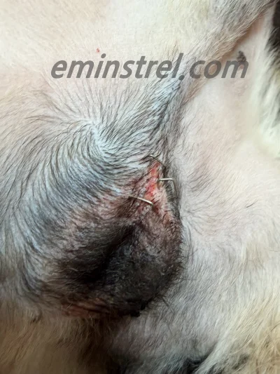 강아지 수술 후 주의사항